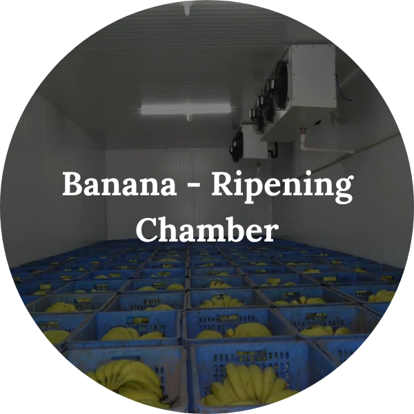 Banana - Ripening Chamber