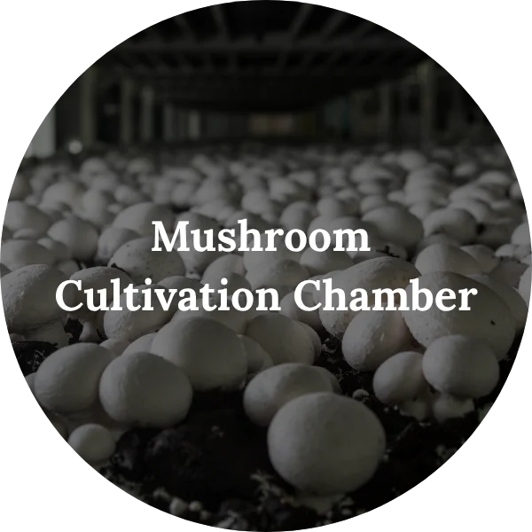 Mushroom - Cultivation Chamber