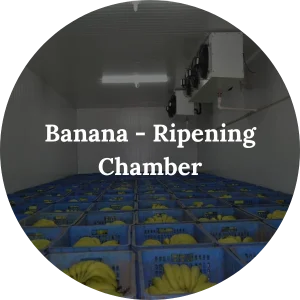 Banana - Ripening Chamber